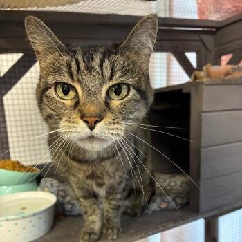 Chaco -  Domestic Short Hair Cat for Adoption in Brownsboro, Alabama - Chaco | PetCurious