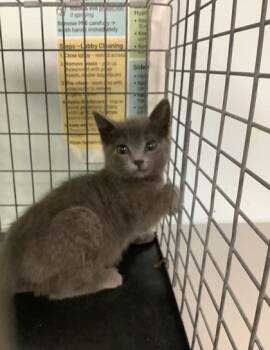 Domestic Short Hair Cats Available for Adoption in Largo, Florida - Flora | PetCurious