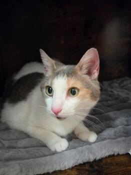 Luna -  Domestic Short Hair Cat for Adoption in Syracuse, New York - Luna | PetCurious