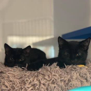Evelyn -  Domestic Short Hair Cat for Adoption in Port Washington, New York - Evelyn | PetCurious