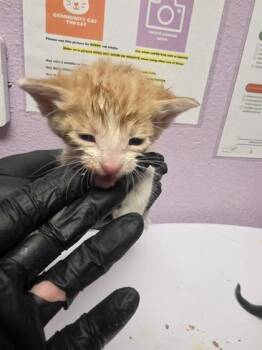 Domestic Short Hair Cats Available for Adoption in El Paso, Texas - 60915527 | PetCurious