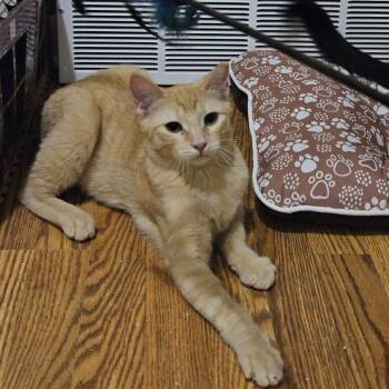 Dancer -  Domestic Short Hair Cat Available for Adoption in New Berlin, Wisconsin - Dancer | PetCurious