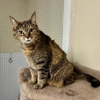 Rescue Domestic Short Hair Cats for Adoption in Queenstown, Maryland - Laverne | PetCurious