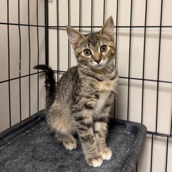 Rescue Domestic Short Hair Cats for Adoption in Bloomington, Illinois - Pennywise | PetCurious