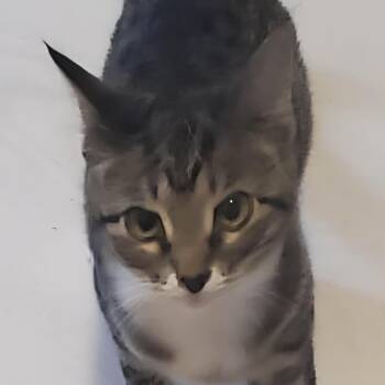 Houdini -  Domestic Short Hair Cat for Adoption in Liverpool, Texas - Houdini | PetCurious