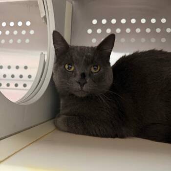 Daisy -  Domestic Short Hair Cat for Adoption in Taos, New Mexico - Daisy | PetCurious