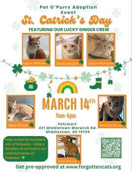 Domestic Short Hair Cats Available for Adoption - Middletown PetSmart