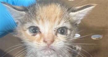 CHICKIE -  Domestic Short Hair Cat for Adoption in Charlotte, North Carolina - CHICKIE | PetCurious