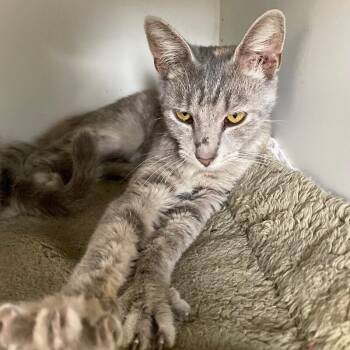Sawyer -  Domestic Short Hair Cat for Adoption in Roanoke, Virginia - Sawyer | PetCurious