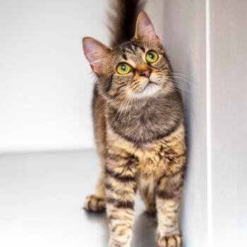 Meerkat -  Domestic Medium Hair and Domestic Short Hair Cat for Adoption in Hattiesburg, Mississippi - Meerkat | PetCurious