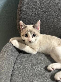 Domestic Short Hair Cats Available for Adoption - BLUEY | PetCurious
