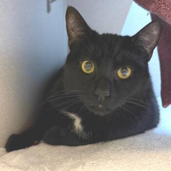 Meow Meow -  Domestic Short Hair Cat for Adoption in Pittsburgh, Pennsylvania - Meow Meow | PetCurious
