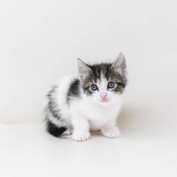 Tabby Cats Available for Adoption - Ghost | PetCurious