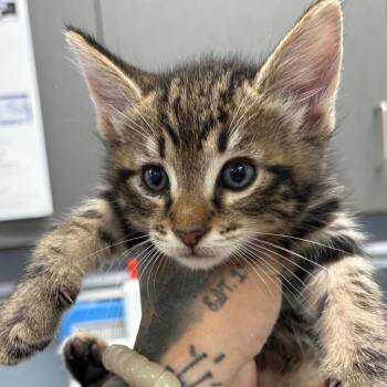 Domestic Short Hair Cats Available for Adoption in Milton, Florida - Raphael | PetCurious