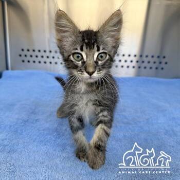 LARRY -  Domestic Short Hair Cat for Adoption in Irvine, California - LARRY | PetCurious