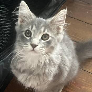 Toe -  Domestic Long Hair Cat for Adoption in Evanston, Illinois - Toe | PetCurious