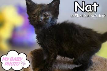 Nat -  Extra Toes Cat Hemingway Polydactyl and Domestic Medium Hair Cat for Adoption in Pensacola, Florida - Nat | PetCurious