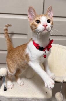 Scruffy -  Domestic Short Hair Cat for Adoption in Houston, Texas - Scruffy | PetCurious