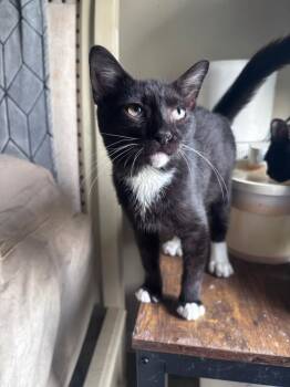 Diavel -  Domestic Short Hair Cat for Adoption in Milton, Delaware - Diavel | PetCurious