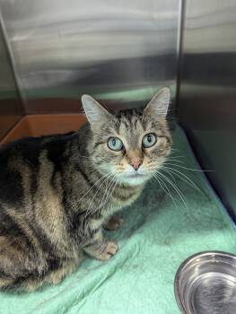 Rescue Domestic Short Hair Cats for Adoption in Dickinson, North Dakota - Willow | PetCurious