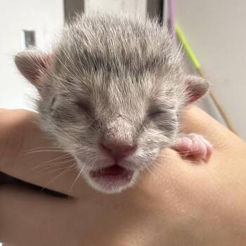 Jackfruit -  Domestic Short Hair Cat for Adoption in Cleveland, Mississippi - Jackfruit | PetCurious