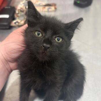 Cookie -  Domestic Short Hair Cat for Adoption in Morganton, North Carolina - Cookie | PetCurious