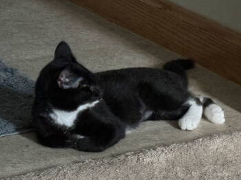 Rescue Tuxedo and Domestic Short Hair Cats for Adoption in Northfield, Ohio - AUDREY | PetCurious