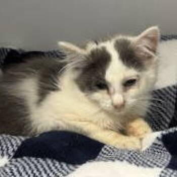 Rescue Domestic Medium Hair Cats for Adoption in Oakland, California - Rex | PetCurious