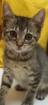 TOPAZ -  Domestic Short Hair Cat for Adoption in Elizabethton, Tennessee - TOPAZ | PetCurious
