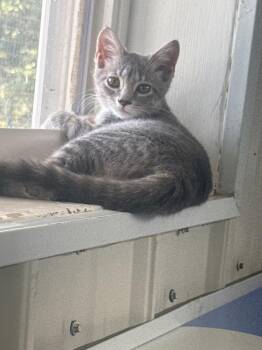 BooBoo -  Domestic Short Hair Cat for Adoption in Waverly, Tennessee - BooBoo | PetCurious