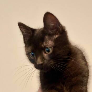Ding Dong Langford -  Domestic Short Hair Cat for Adoption in Eagle Mountain, Utah - Ding Dong Langford | PetCurious