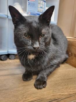Kam -  Domestic Short Hair Cat for Adoption in Lorain, Ohio - Kam | PetCurious