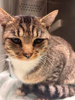 Willie -  Domestic Short Hair Cat for Adoption in Morgantown, Kentucky - Willie | PetCurious
