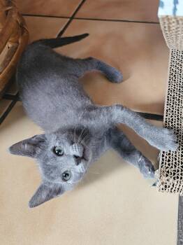 Rescue Domestic Short Hair Cats for Adoption in Naples, Florida - Jud | PetCurious