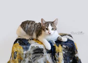 Klaus -  Domestic Short Hair Cat for Adoption in Birmingham, Alabama - Klaus | PetCurious