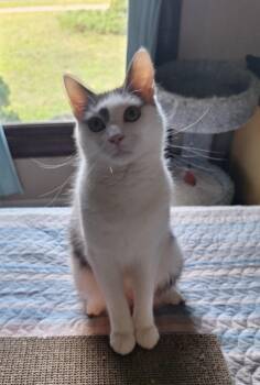 Ollie -  Domestic Short Hair Cat for Adoption in Washington Township, New Jersey - Ollie | PetCurious