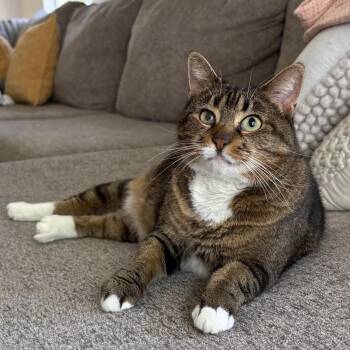 American Shorthair Cats Available for Adoption in Dickson, Tennessee - Wren | PetCurious