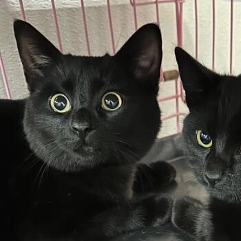 Domestic Short Hair Cats Available for Adoption - Moe | PetCurious