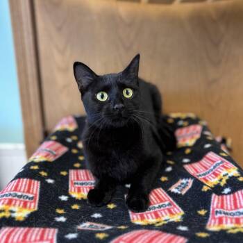 Domestic Short Hair Cats Available for Adoption in Fargo, North Dakota - Bibble | PetCurious