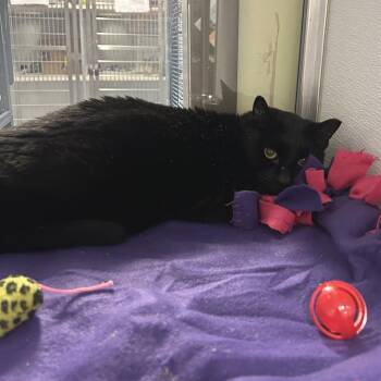 Domestic Short Hair Cats Available for Adoption - Cool | PetCurious