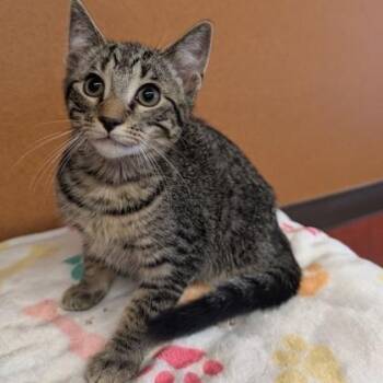 Vincent -  Domestic Short Hair Cat for Adoption in Rochester, Minnesota - Vincent | PetCurious