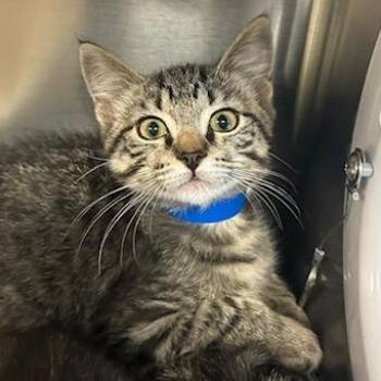 Inigo -  Domestic Short Hair Cat for Adoption in Knoxville, Tennessee - Inigo | PetCurious
