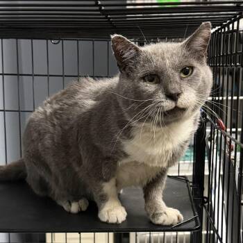 Ragnar -  Domestic Short Hair Cat for Adoption in Silver Spring, Maryland - Ragnar | PetCurious