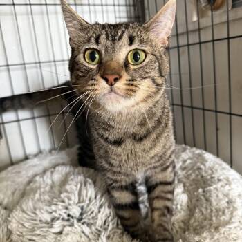 Rescue Domestic Short Hair Cats for Adoption in Hendersonville, Tennessee - Tiger | PetCurious
