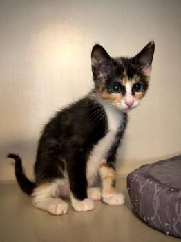 Elaine -  Domestic Short Hair Cat for Adoption in Los Angeles, California - Elaine | PetCurious