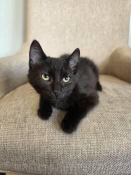 Dopamine -  Domestic Short Hair Cat for Adoption in Minneapolis, Minnesota - Dopamine | PetCurious