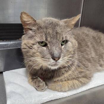 Tabby and Domestic Short Hair Cats Available for Adoption in Magnolia Springs, Alabama - Phil | PetCurious