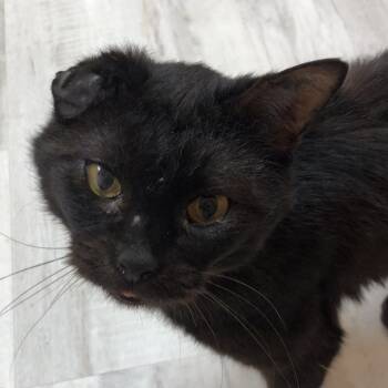 Rescue Domestic Short Hair Cats for Adoption in Kingman, Kansas - Rusty Nail | PetCurious