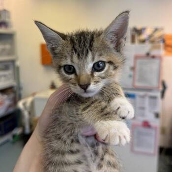 Fright Night 34 -  Domestic Short Hair Cat for Adoption in Austin, Texas - Fright Night 34 | PetCurious