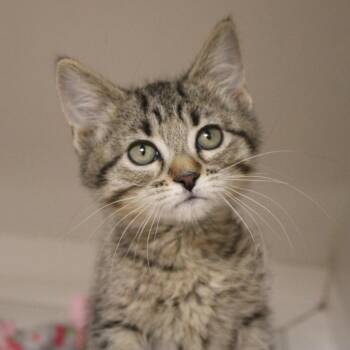 Domestic Short Hair Cats Available for Adoption in Champaign, Illinois - Noble | PetCurious